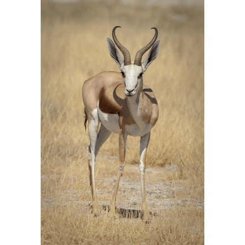 Namibia, Etosha NP Standing springbok